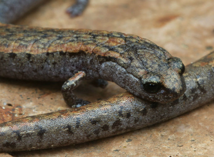 California Slender Salamander
